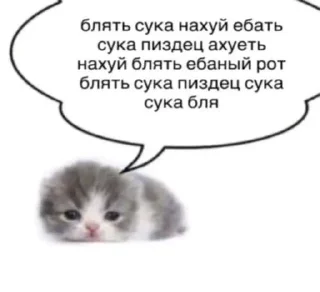 🤬 emoji Сука Котики | @ItsAIlOver Telegram sticker 21 of 91
