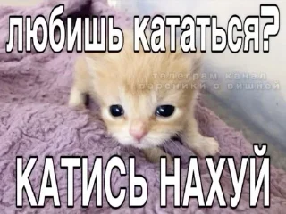 🖕 emoji Сука Котики | @ItsAIlOver Telegram sticker 13 of 91