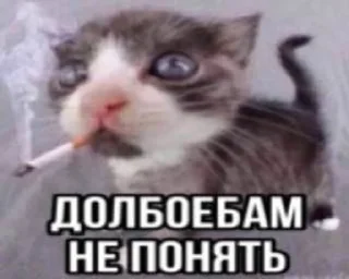 🚬 emoji Сука Котики | @ItsAIlOver Telegram sticker 19 of 91