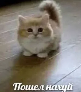 🖕 emoji Сука Котики | @ItsAIlOver Telegram sticker 10 of 91