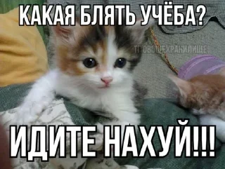 🖕 emoji Сука Котики | @ItsAIlOver Telegram sticker 12 of 91
