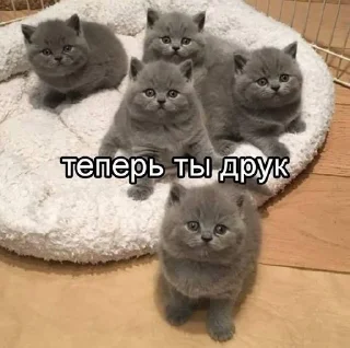 🥰 emoji Сука Котики | @ItsAIlOver Telegram sticker 7 of 91