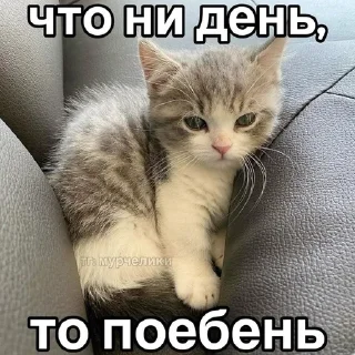 🤬 emoji Сука Котики | @ItsAIlOver Telegram sticker 23 of 91
