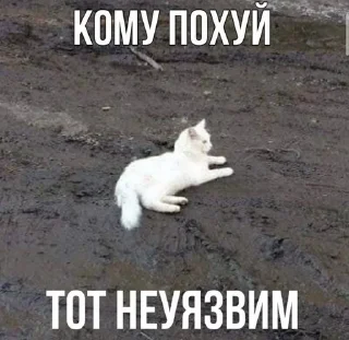 Сука Котики | @ItsAIlOver sticker 4