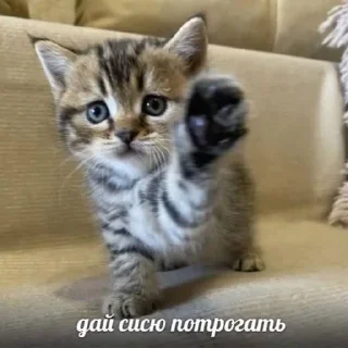 🫴 emoji Сука Котики | @ItsAIlOver Telegram sticker 5 of 91