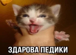 Сука Котики | @ItsAIlOver sticker 2