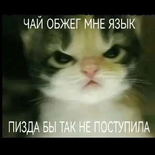 🤬 emoji Сука Котики | @ItsAIlOver Telegram sticker 22 of 91