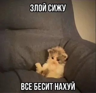😡 emoji Сука Котики | @ItsAIlOver Telegram sticker 16 of 91