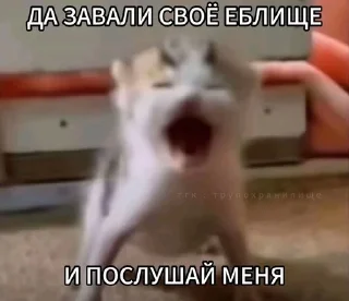 😡 emoji Сука Котики | @ItsAIlOver Telegram sticker 17 of 91