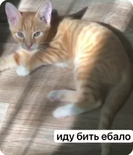 Sticker from обсудим и осудим