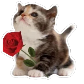 😍 emoji 🖤 Telegram sticker 15 of 85