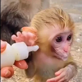 🍼 emoji макаки от айри Telegram sticker 2 of 3