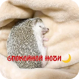 Sticker from 🦔ёжжжжжик🦔