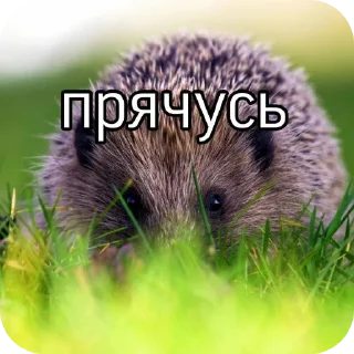 Sticker from 🦔ёжжжжжик🦔