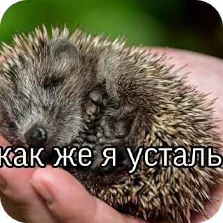 Sticker from 🦔ёжжжжжик🦔