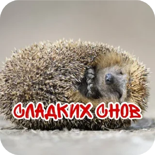 Sticker from 🦔ёжжжжжик🦔