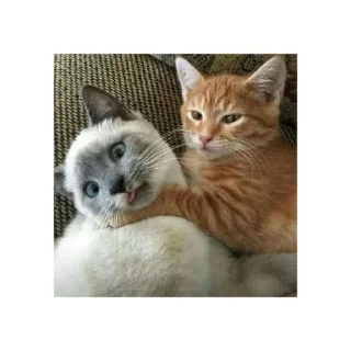 😵 emoji Лубофф Telegram sticker 16 of 25