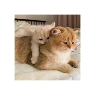 ❤️ emoji Лубофф Telegram sticker 14 of 25