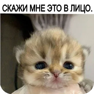 🐱 emoji Котаки Telegram sticker 13 of 15
