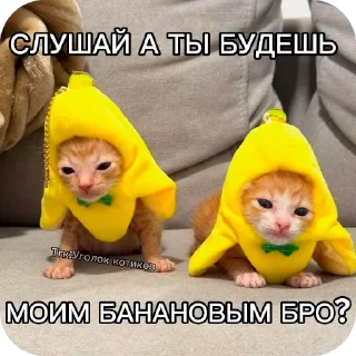 🐱 emoji Котаки Telegram sticker 14 of 15