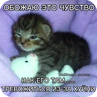 Котаки sticker 4