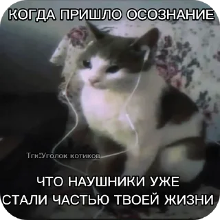 🐱 emoji Котаки Telegram sticker 7 of 15
