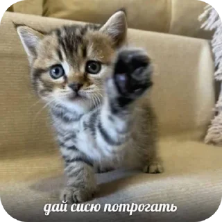 🐱 emoji Котаки Telegram sticker 11 of 15