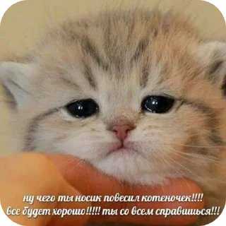🐱 emoji Котаки Telegram sticker 15 of 15