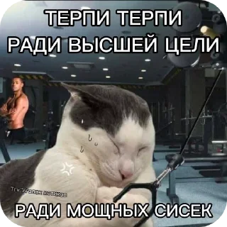 🖼 emoji Котаки Telegram sticker 8 of 15