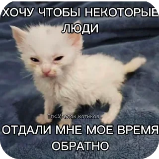 Котаки sticker 1
