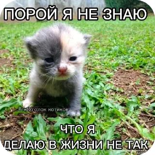 🐱 emoji Котаки Telegram sticker 5 of 15