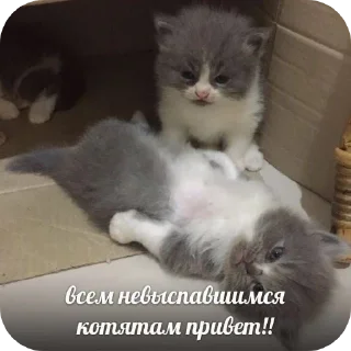 🐱 emoji Котаки Telegram sticker 10 of 15