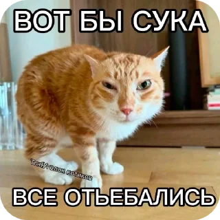 Котаки sticker 3