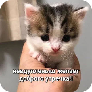 🐱 emoji Котаки Telegram sticker 12 of 15