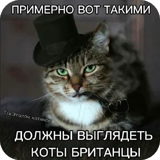 🐱 emoji Котаки Telegram sticker 6 of 15