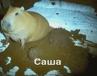 🌟 emoji Ігрова халява Chat pack by @QuotLyBot Telegram sticker 14 of 77