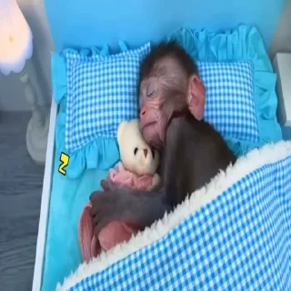 💤 emoji чихуяхуя и бибизяна Telegram sticker 17 of 120