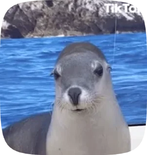 🌟 emoji чихуяхуя и бибизяна Telegram sticker 6 of 120