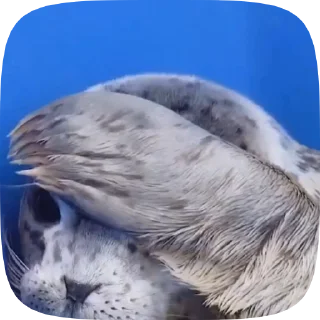 🫢 emoji чихуяхуя и бибизяна Telegram sticker 8 of 120