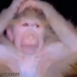 🤦‍♂️ emoji чихуяхуя и бибизяна Telegram sticker 22 of 120