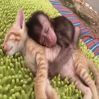 😻 emoji чихуяхуя и бибизяна Telegram sticker 23 of 120