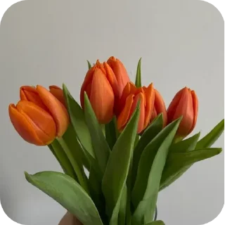 🌸 emoji НЕ БРАТЬ СТИКИ С БАХАР! @TgEmodziBot Telegram sticker 6 of 75