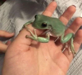 🐸 emoji ¹⁰⁰⁰ ˢʰᵃᵈᵉˢ ᵒᶠ ᶠʳᵒᵍˢ 𓆏 Telegram sticker 5 of 20