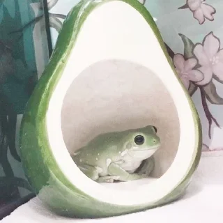 🐸 emoji ¹⁰⁰⁰ ˢʰᵃᵈᵉˢ ᵒᶠ ᶠʳᵒᵍˢ 𓆏 Telegram sticker 18 of 20