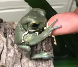 🐸 emoji ¹⁰⁰⁰ ˢʰᵃᵈᵉˢ ᵒᶠ ᶠʳᵒᵍˢ 𓆏 Telegram sticker 15 of 20