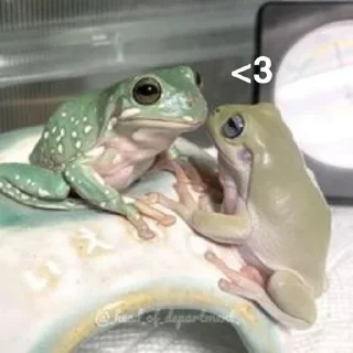 🐸 emoji ¹⁰⁰⁰ ˢʰᵃᵈᵉˢ ᵒᶠ ᶠʳᵒᵍˢ 𓆏 Telegram sticker 11 of 20