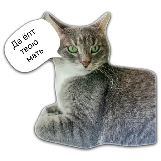 🤬 emoji Кот Чизкейк Telegram sticker 18 of 35