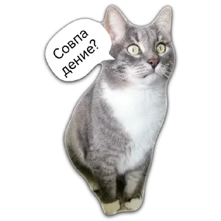 😯 emoji Кот Чизкейк Telegram sticker 1 of 35