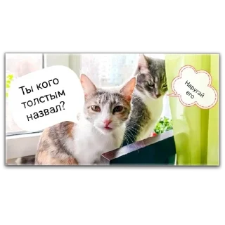 🙄 emoji Кот Чизкейк Telegram sticker 15 of 35