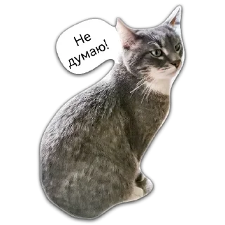🤔 emoji Кот Чизкейк Telegram sticker 6 of 35